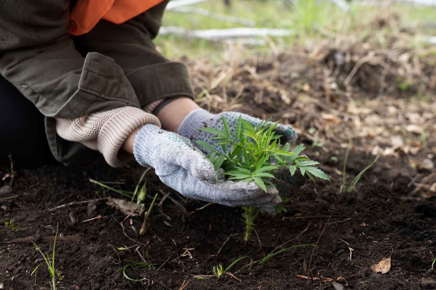 The Steps Involved in Our Tree Care Process in Emma, NC